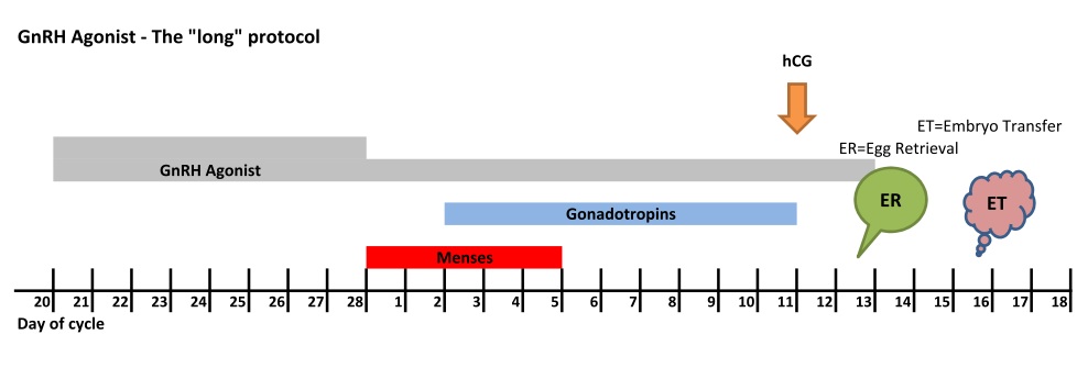 GnRH Agonist Egg Retrieval & Addition of Sperm - กุลพัฒน์การแพทย์ สหคลินิก GnRH Agonist Egg Retrieval & Addition of Sperm - กุลพัฒน์การแพทย์ สหคลินิก