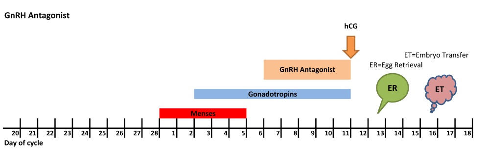 GnRH Agonist Egg Retrieval & Addition of Sperm - กุลพัฒน์การแพทย์ สหคลินิก GnRH Agonist Egg Retrieval & Addition of Sperm - กุลพัฒน์การแพทย์ สหคลินิก