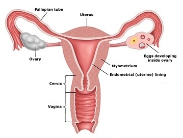 อวัยวะสืบพันธุ์เพศหญิง- กุลพัฒน์การแพทย์ สหคลินิก