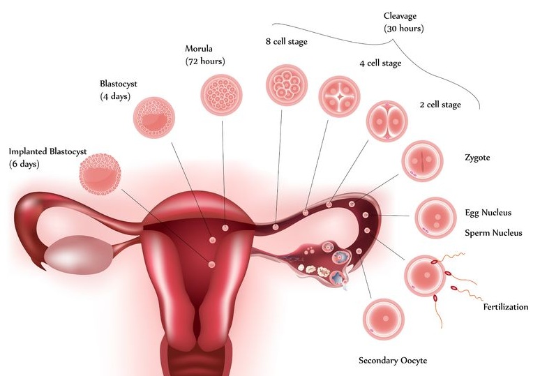 การตกไข่ การปฏิสนธิ และพัฒนาการของตัวอ่อน - กุลพัฒน์การแพทย์ สหคลินิก